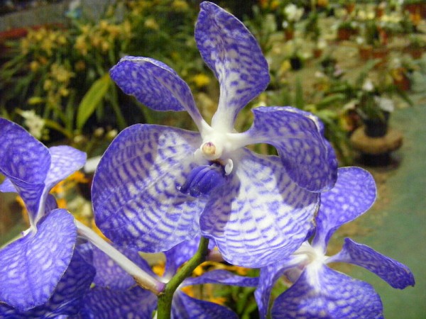 Flores belas, como as orquídeas e tantas outras, podem logo estar ameaçadas de extinção. (foto: Wikimedia Commons/José Manuel López Pinto)