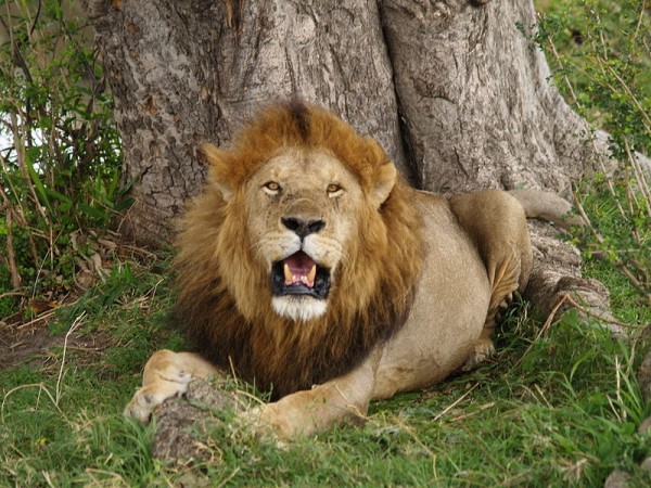 O leão do oeste da África também está em extinção (Foto: Wikimedia Commons / Domínio público)