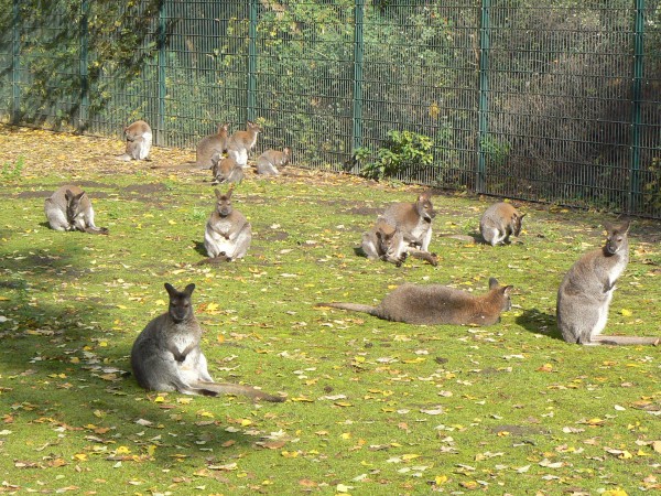 Quando brigam, os cangurus procuram fazer logo as pazes e melhorar a convivência em grupo. (foto: Ivan Norscia)