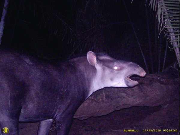 A anta <i>Tapirus kabomani</i> vive no meio da floresta amazônica. (foto: Samuel Nienow)