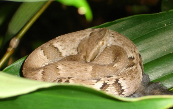 A jararaca (<i>Bothrops jararaca</i>) é uma das mais temidas serpentes do Brasil. (Foto: Fernando Tatagiba / Wikimedia Commons)