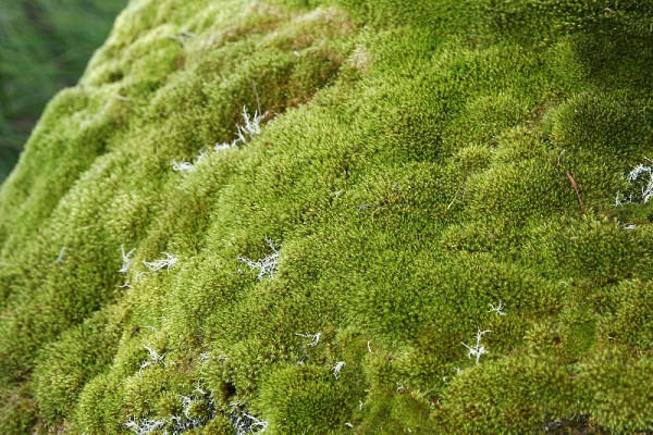 Existem milhares de diferentes espécies de musgo no mundo todo. Eles são parte de um grupo de plantas que chamamos de briófitas. (foto: Wikimedia Commons)