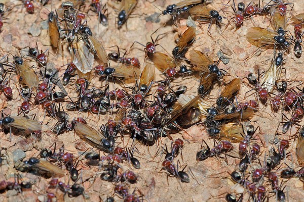 Outubro era o mês delas. Chegavam de mansinho nas tardes quentes e sem vento. Quando menos esperávamos, o céu, o chão e as árvores estavam enegrecidos pelo formigueiro voador que se formava ao redor das áreas de pasto – eram as formigas aladas que saíam de suas tocas para acasalar. (foto: Fir0002/Flagstaffotos / <a href=http://creativecommons.org/licenses/by-nc/3.0/>CC BY-NC 3.0</a>)