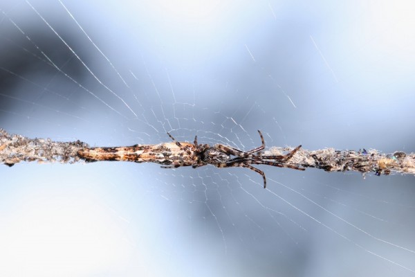 Tradicional aranha do gênero <i>Cyclosa</i> escondida no meio de uma estrutura construída com restos de alimento e outros insetos. (foto: Malcolm NQ / Flickr / <a href=http://creativecommons.org/licenses/by-nc-sa/2.0>CC BY-NC-AS 2.0</a>)