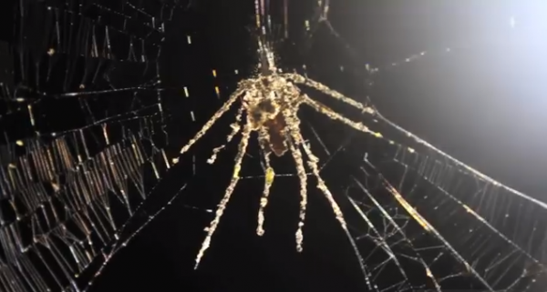 As possíveis novas espécies de aranha escondem-se no meio da réplica gigante delas mesmas, que constroem com detritos e animais mortos. (foto: Reprodução)