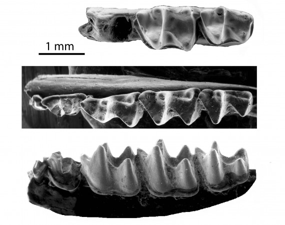 Pequenas diferenças no tamanho dos dentes dos fósseis encontrados no Egito ajudaram os pesquisadores a perceberem que, apesar de parecidas, essas espécies não eram as mesmas vistas hoje em Madagascar, mas sim novas espécies da família <i>Myzopodidae</i>. (foto: Gregg Gunnell)