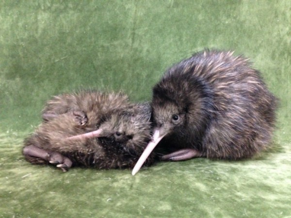 Álbum da família neozelandesa: a pequena kiwi ao lado de seu irmão maior. Myfie será devolvida à natureza quando atingir um quilo. (crédito: Emma Bean/ Rainbow Springs Rotorua)