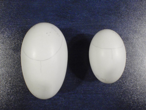 Veja como é pequeno o ovo do minikiwi comparado com o de outro filhote nascido da mesma mãe! (foto: Rainbow Springs Rotorua)