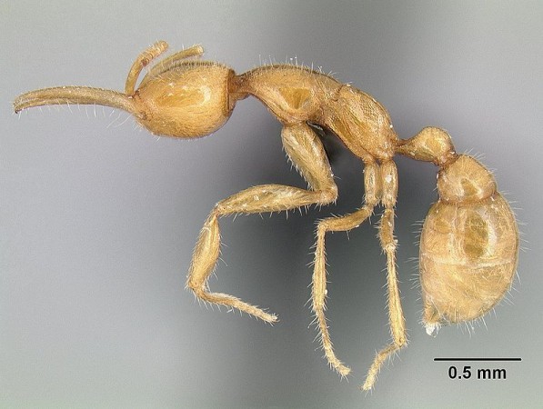 Uma espécie do grupo Martialinae é encontrada na Amazônia brasileira – trata-se de <i>Martialis heureka</i>, de cor bem clara e cega. Ela é uma caçadora de pequenos insetos e minhocas, vivendo debaixo de folhas, madeiras apodrecidas e até mesmo em pequenas galerias embaixo da terra. (foto: Michael Branstetter / <a href=http://www.antweb.org/>AntWeb</a> / CC BY-SA 3.0)