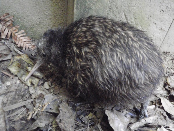 Os cientistas ainda não sabem como explicar o pequeno tamanho do kiwi, mas ele vem crescendo normalmente – e tem uma fome e tanto! (crédito: Emma Bean/ Rainbow Springs Rotorua)