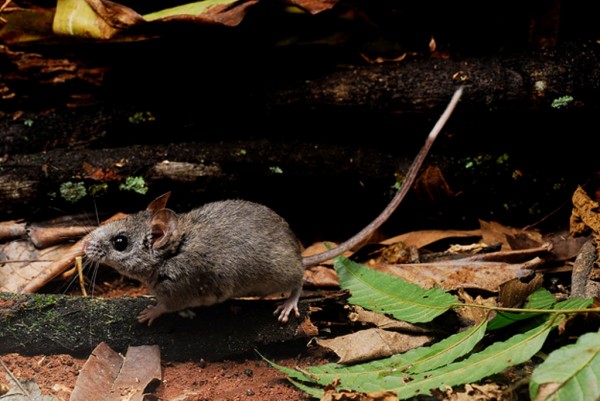 Na imagem, é possível ver a longa cauda escura com a ponta de cor branca do ratinho classificado como <i>Calassomys apicalis</i>. (foto: BICHO DO MATO/Roberto Murta)
