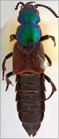 Apesar de ter sido coletado por Darwin há quase dois séculos, o besouro está bem conservado. É possível até ver as pequenas serras em suas antenas. (foto: Museu de História Natural de Londres)