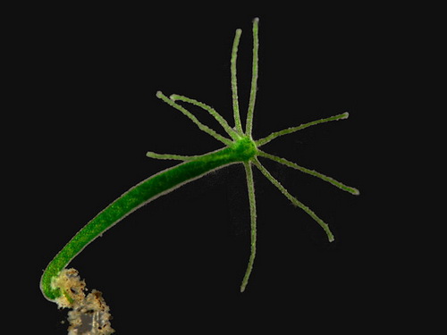 <i>Hydra viridissima</i> foi a primeira espécie de hidra brasileira a ser descrita, em 1766. Sua cor verde é resultado da presença de algas unicelulares dentro de seu corpo. Esse relacionamento, chamado simbiose, traz vantagem para as duas espécies: as algas ganham proteção das hidras, e estas recebem nutrientes das algas. (foto: Wikimedia Commons)