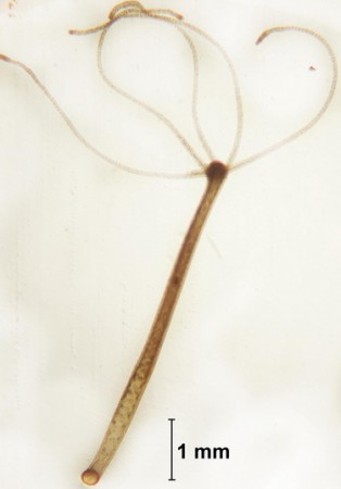 <i>Hydra salmacidis</i> foi descoberta por pesquisadores em um riacho artificial na Universidade de São Paulo. As hidras encontradas lá vinham sendo utilizadas em aulas práticas do curso de Biologia, até que os professores, ao estudá-las com cuidado, perceberam que algumas pertenciam a uma espécie nova, nomeada em 1997. (foto: Fernanda Massaro)