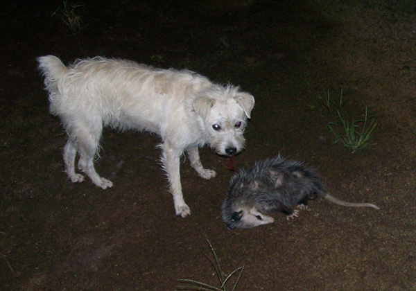 Se sentindo ameaçado pela presença do cachorro, este gambá se fingiu de morto! (foto: Wikimedia Commons / Caleson / <a href=http://creativecommons.org/licenses/by-sa/3.0/deed.en>CC BY-SA 3.0</a>)