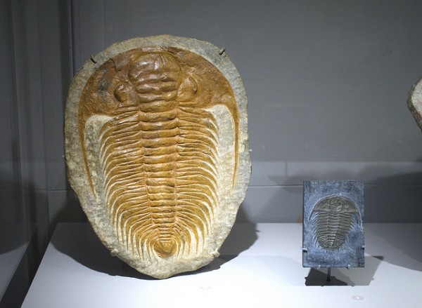 Os trilobitas dominavam a Terra antes dos dinossauros. (foto: Kurt Andreas / Flickr / <a href= https://creativecommons.org/licenses/by-nc-sa/2.0>CC BY-NC-SA 2.0</a>)