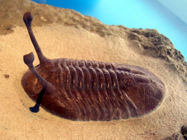 Os trilobitas viviam no fundo dos oceanos e tinham olhos especiais que os ajudavam a se manterem atentos e protegidos. (foto: Kordite / Flickr / <a href= https://creativecommons.org/licenses/by-nc/2.0> CC BY-NC 2.0</a>)