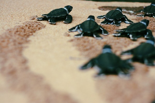 Uma das ações mais importantes para preservar as tartarugas é a proteção de seus ninhos. Parece incrível, mas as tartarugas sempre retornam para as prais em que nasceram para depositar seus próprios ovos.  (foto: murilocardoso / Flickr / CC BY-NC-SA 2.0)