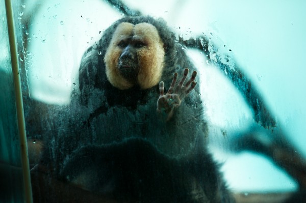 Os pequenos macacos, como o sagüi-da-cara-branca, muitas vezes ficam em pequenas jaulas. (foto: Gastón Lacombe)