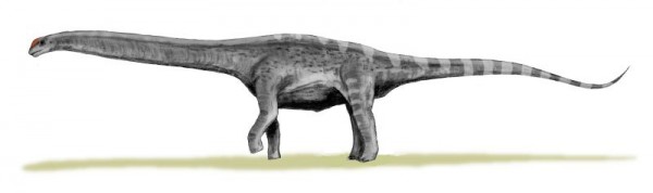 Argentinossauro, um herbívoro grandalhão que provavelmente é muito parecido com o dinossauro recém-descoberto. (foto: Nobu Tamura / Wikimedia Commons / <a href= http://creativecommons.org/licenses/by/3.0/deed.en>CC BY 3.0</a>)