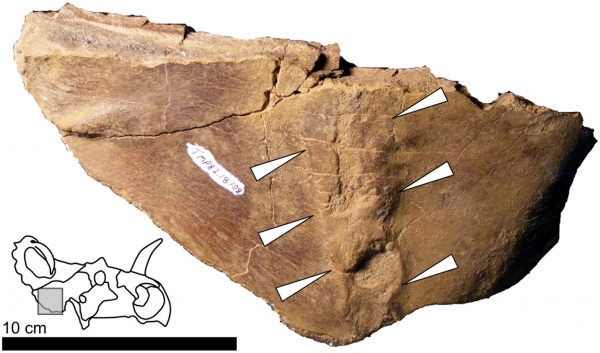 Observe que neste osso de dinossauro quebrado, a cicatrização deixou uma pequena protuberância no local da quebra. (foto: Andrew Farke, Ewan Wolff, Darren Tanke / Plos One / <a href= http://creativecommons.org/licenses/by/2.5>CC BY 2.5</a>)