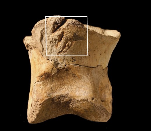 Outras marcas, como as de mordida por outro dinossauro, podem ser preservadas nos ossos fósseis. (foto: Logrich et al / Plos One / <a href= http://creativecommons.org/licenses/by/2.5>CC BY 2.5</a>)