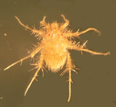 Menor que uma semente de gergelim, o ácaro <i>Paratarsotomus macropalpis</i> consegue percorrer 322 vezes seu próprio tamanho em apenas segundo. (foto: Jonathan Wright)
