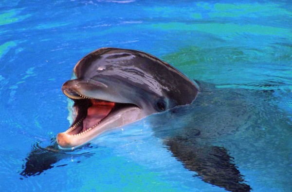 O golfinho-nariz-de-garrafa é uma das espécies de cetáceo que só consegue sentir o sabor salgado. (foto: Flickr / Troy & Kelli / <a href=https://creativecommons.org/licenses/by-nc-nd/2.0/deed.pt>CC BY-NC-ND 2.0</a>)