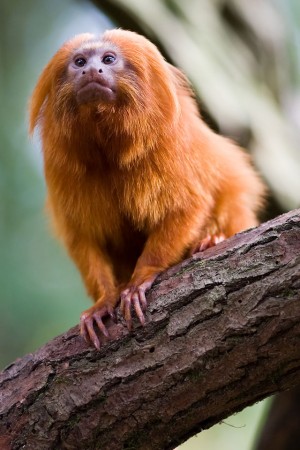 Os zoológicos ajudaram a salvar da extinção espécies como o mico-leão-dourado. (foto: Jeroen Kransen / Flickr / <a href=http://creativecommons.org/licenses/by-sa/2.0>CC BY-SA 2.0</a>)
