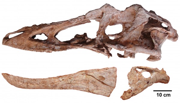 Os fósseis do Pinóquio rex foram encontrados na China. (imagem: Junchang Lu)