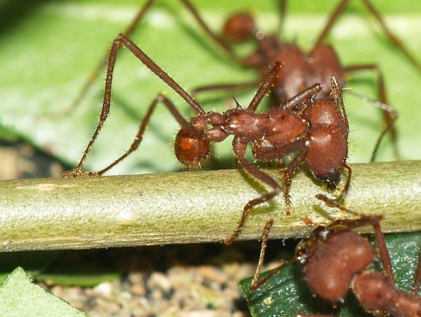 No Brasil, os insetos são consumidos principalmente pelas populações indígenas e rurais. O içá ou tanajura – fêmea alada de algumas espécies de formigas – é consumido com arroz e feijão, para substituir a carne. (foto: Sarefo / Wikimedia Commons / <a href= http://creativecommons.org/licenses/by-sa/3.0/deed.pt>CC BY-SA 3.0</a>)