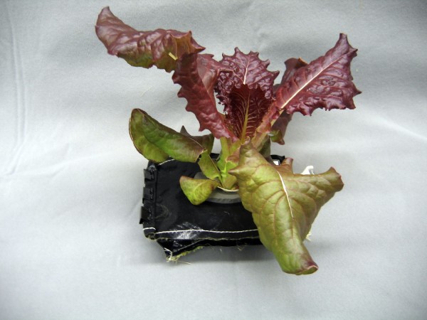 A planta “extraterrestre”. Nem parece que foi desenvolvida fora da Terra! (foto: Nasa)