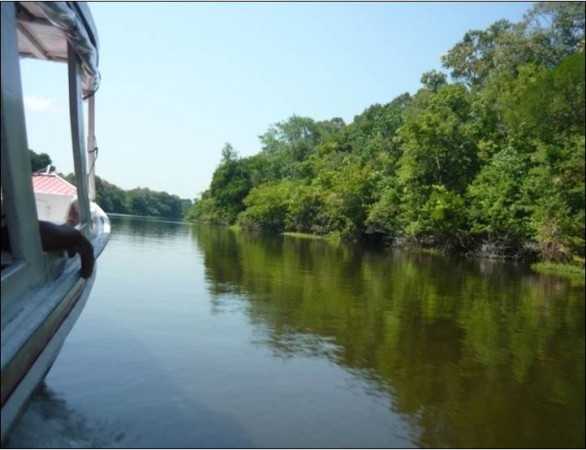 Foi em amostras de água do rio Negro, coletadas pertinho de Manaus (AM), que cientistas descobriram o Samba, o maior vírus já encontrado no Brasil. (foto: Divulgação)