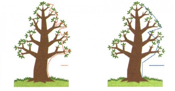 As linhas entre as árvores mostram o tamanho da abertura de um compasso usado para medir o contorno delas. Quanto menor a abertura, maior o comprimento encontrado. (imagem: Nato Gomes)