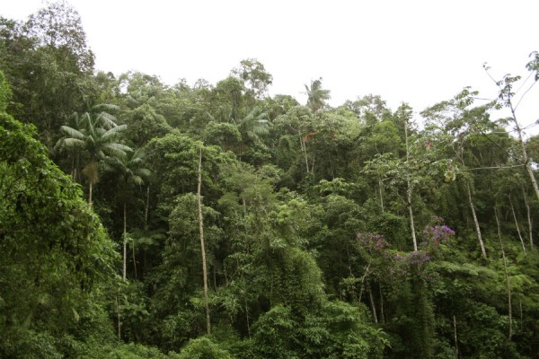 Floresta pluvial com trepadeiras, palmitos e samambaias arbóreas nas encostas úmidas, no Parque Nacional de Itatiaia, Rio de Janeiro. (foto: André Freitas)