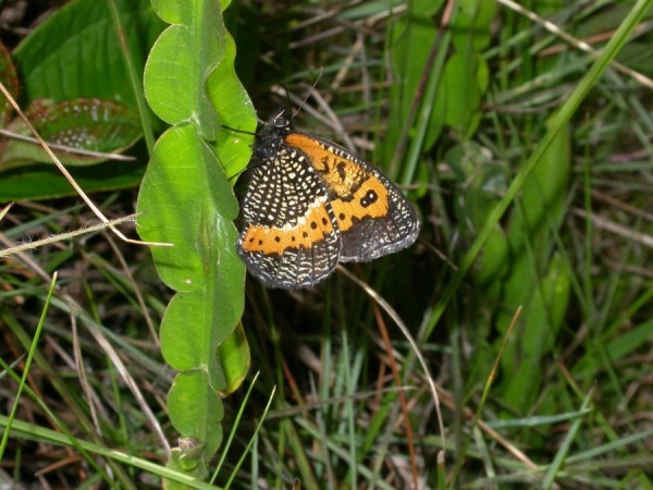 A borboleta 'Pampasatyrus reticulata' só existe nos campos de altitude. (foto: André Freitas)