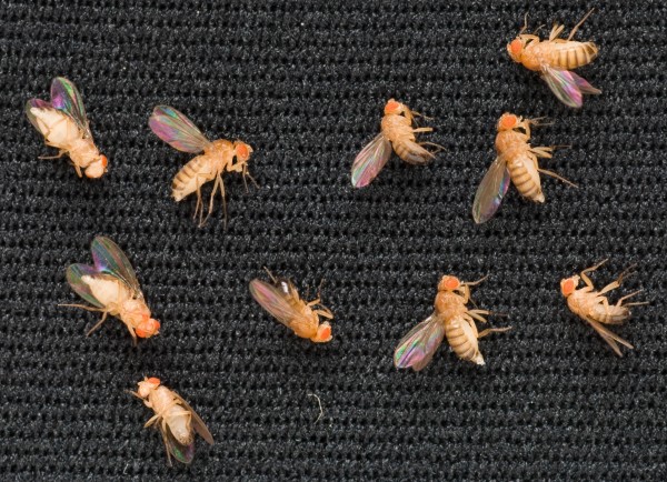 O genoma das moscas-das-frutas já foi completamente mapeado. Por isso, é comum estudá-las em laboratórios de pesquisas. Muitas doenças humanas atualmente são investigadas na Terra com uma ajudinha desses animais, como as doenças de Parkinson e Huntington. (foto: NASA / Dominic Hart)