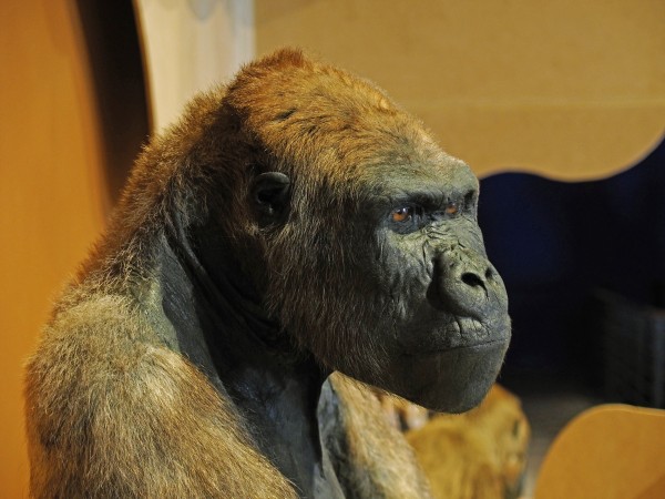 Além de fósseis de dinossauros, o museu exibe também animais empalhados da fauna atual, como o gorila. (Foto: Divulgação)