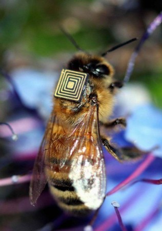 A abelha carrega o sensor de movimento em seu corpo como uma mochila. (Foto: Vale/CSIRO)