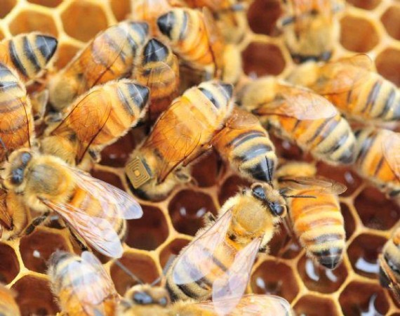 O projeto quer saber os passos das abelhas para descobrir por que elas estão sumindo por todo o planeta. (Foto: Vale/CSIRO)