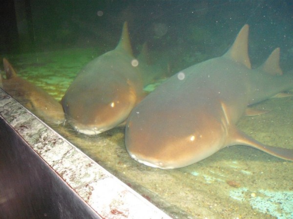 No aquário, é possível tocar e até mergulhar com os tubarões-lixa. (foto: Divulgação/Aquário Natal)