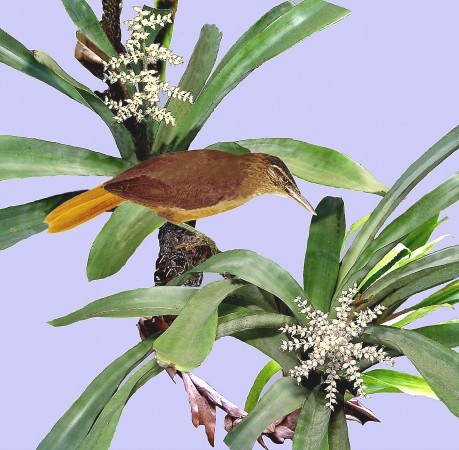 O novo pássaro brasileiro, o gritador-do-nordeste, pertence à mesma família do joão-de-barro. (iIlustração: Rolf Grantsau)
