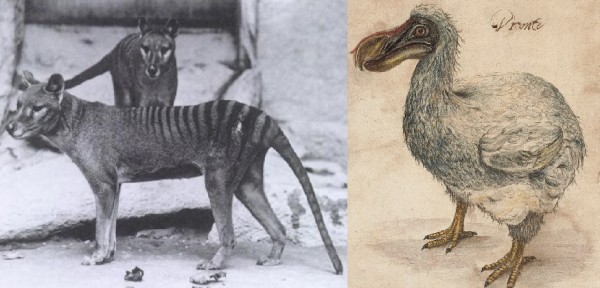 Desde o século 16, animais como o tigre-da-tasmânia e o dodô foram extintos. (imagens: Domínio Público)