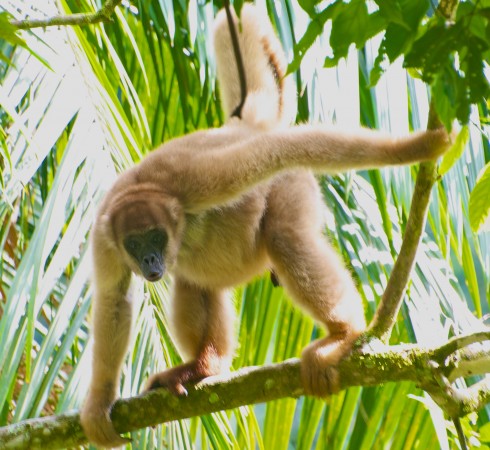 O macaco mono-carvoeiro (<i>Brachyteles arachnoides</i>) vive na mata atlântica e é o maior primata da América. Assim como outros grandes primatas, esse macaco vem desaparecendo dos ecossistemas tropicais. (foto: Pedro Jordano)