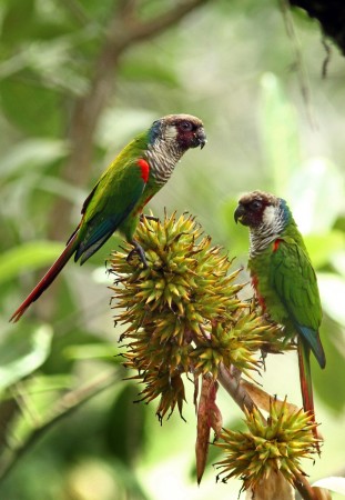 O periquito-cara-suja é parente de outros periquitos, araras e papagaios e faz seus ninhos no oco das árvores. (foto: Fábio Nunes)