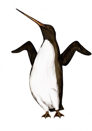 O pinguim gigante media dois metros de altura – tão alto quanto muitos jogadores de basquete!  (ilustração: Pablo Motta)