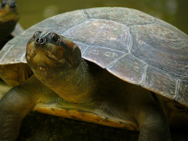 A tartaruga pré-histórica é parente da atual tartaruga-da-amazônia. (foto: Whaldener Endo/Wikimedia Commons/ <a href=http://creativecommons.org/licenses/by-sa/3.0/>CC BY-SA 3.0</a>)