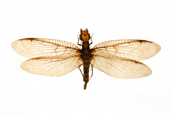 De asas abertas, essa libélula encontrada na China mede 21 centímetros. (foto: Flickr/ Archivo de Proyectos/ <a href= http://creativecommons.org/licenses/by-nc-sa/2.0/br/>CC BY-NC-SA 2.0</a>)