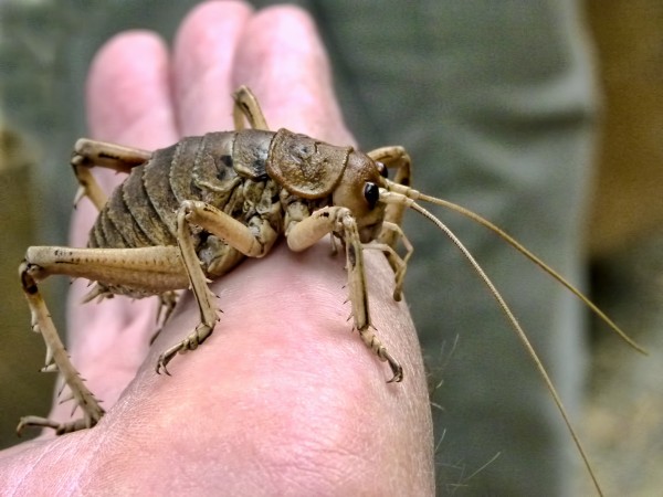 Este inseto neozelandês (<i>Deinacrida rugosa</i>) é quase do tamanho da mão de um humano adulto. (foto: Flickr/ Sid Mosdell/ <a href= http://creativecommons.org/licenses/by/2.0/br/> CC BY 2.0</a>) 
