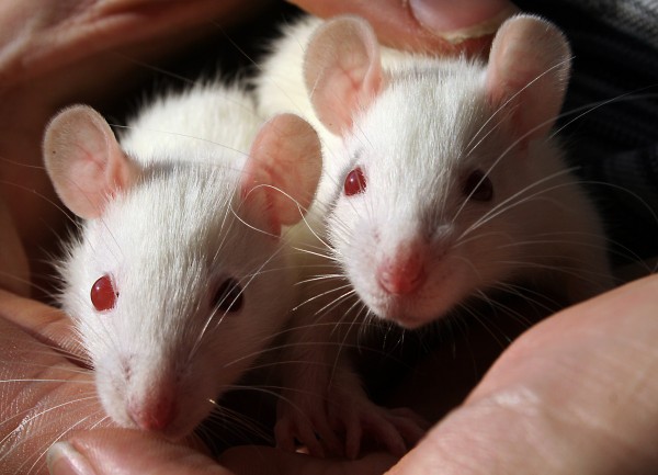 Uma pesquisa comprovou que não só os seres humanos se sentem arrependidos, mas os ratos também. (foto: Sarah Laval / Flickr / <a href=http://creativecommons.org/licenses/by/2.0/br/>CC BY 2.0</a>)